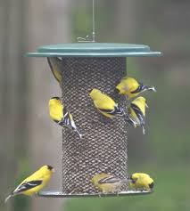 Sunflower Feeder - Holland Landscape Supply